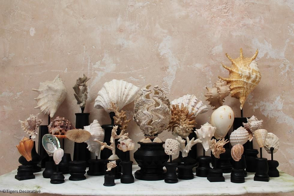 Collection Of 30 Mounted Shells