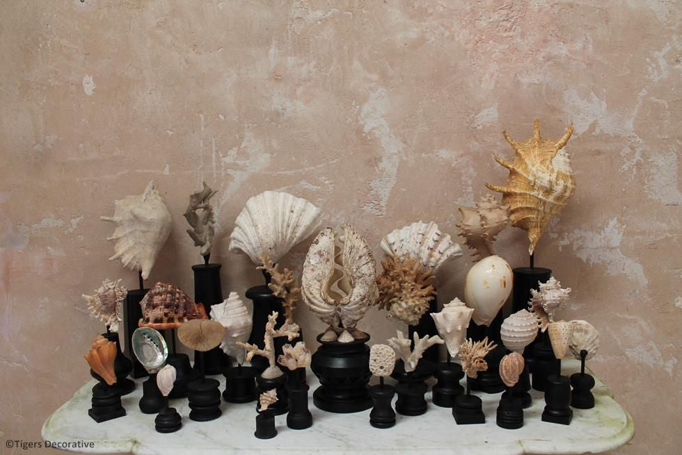 Collection Of 30 Mounted Shells