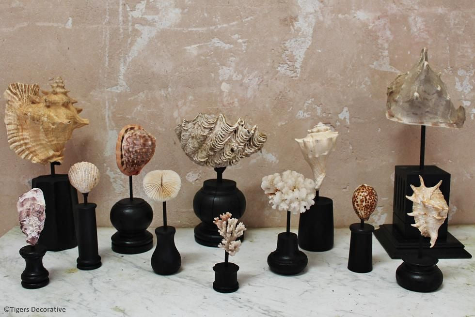 Collection Of 12 Mounted Shells