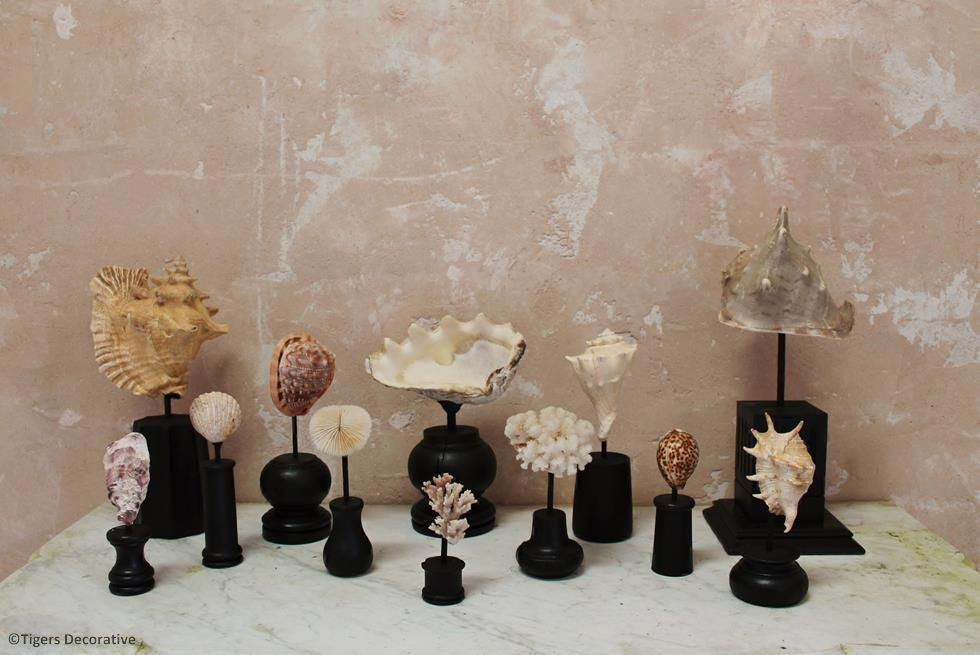 Collection Of 12 Mounted Shells