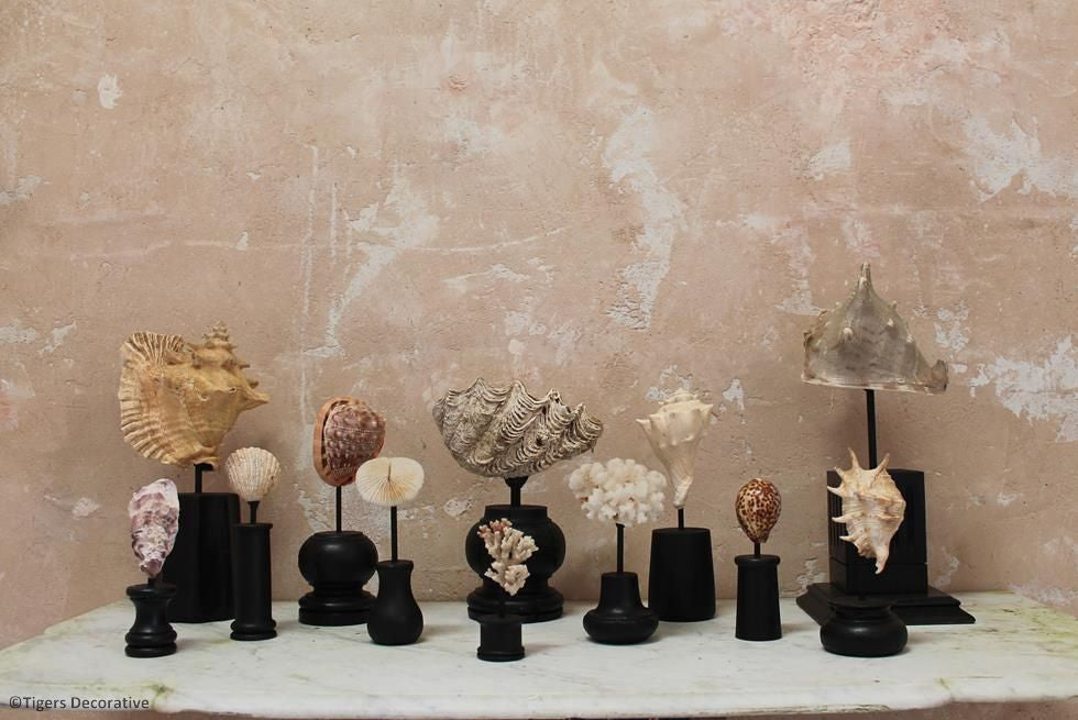 Collection Of 12 Mounted Shells