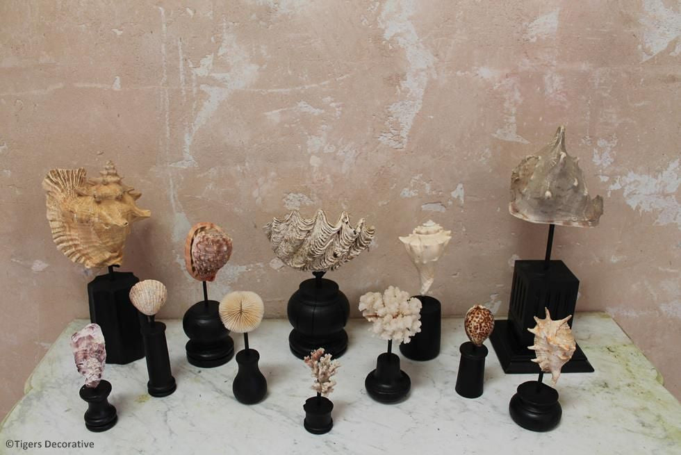 Collection Of 12 Mounted Shells