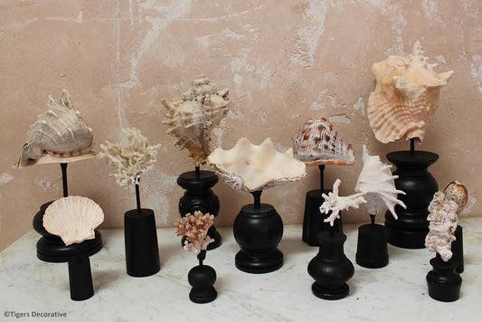 Collection Of 12 Mounted Shells