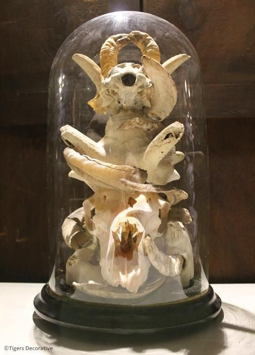 Victorian Glass Dome With Skulls