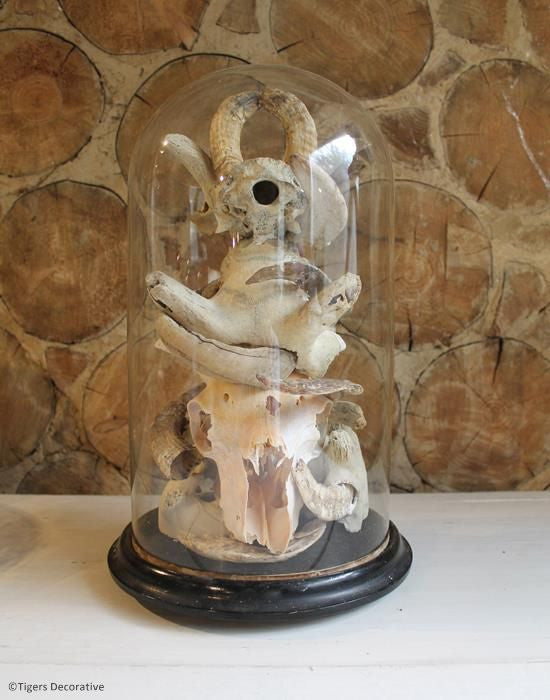 Victorian Glass Dome With Skulls